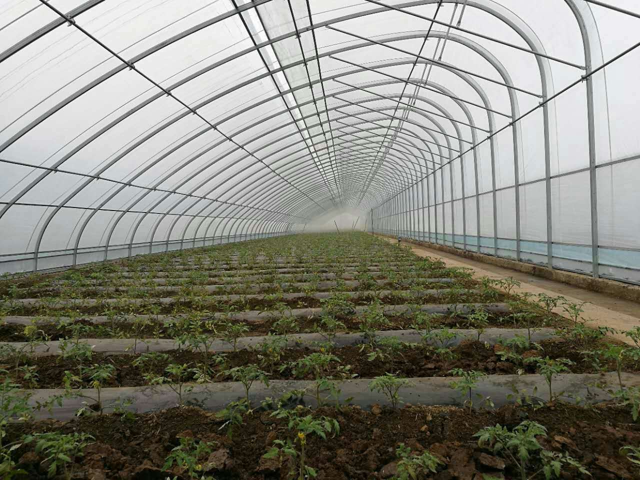 溫室大棚 溫室大棚